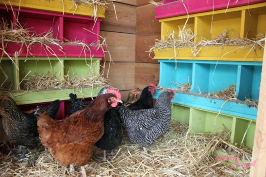 DIY Laying boxes Cute chicken coops