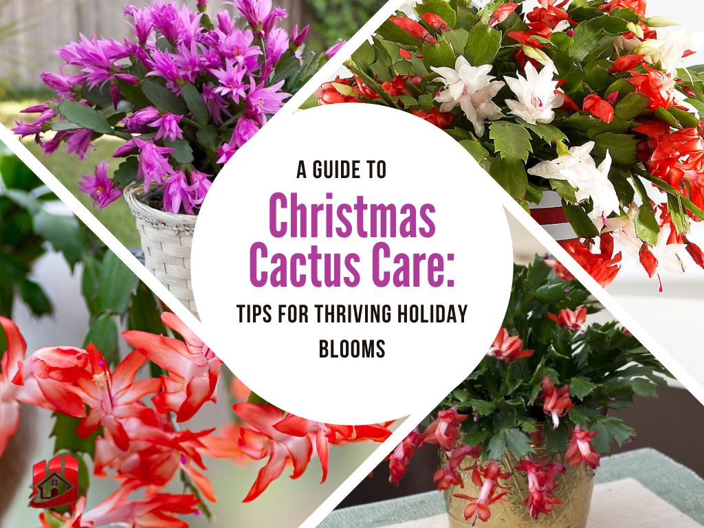 A Guide To Christmas Cactus Care: Tips For Thriving Holiday Blooms ...